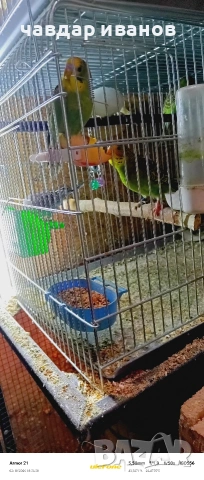 какарики и вълнисти папагали , снимка 9 - Папагали - 53526178