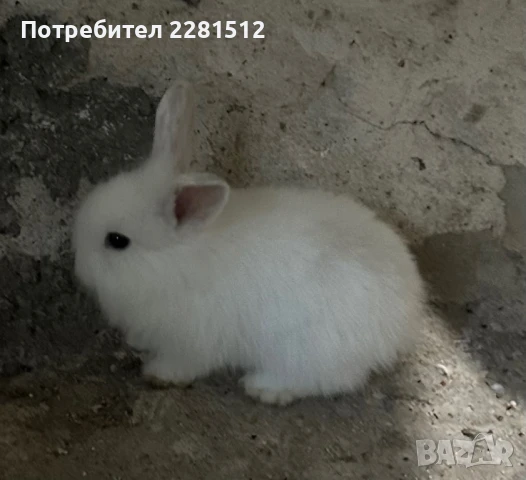 Декоративно зайче, снимка 1