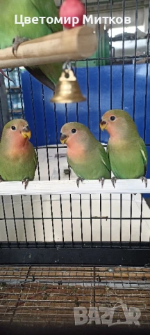 Папагали ръчно хранени неразделки, снимка 2 - Папагали - 51135664