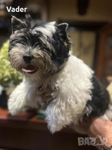 Бивер териери, снимка 7 - Други - 51737972