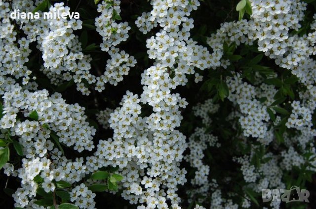 Спирея Тунберги, SPIRAEA THUNBERGII , снимка 3 - Градински цветя и растения - 39701494
