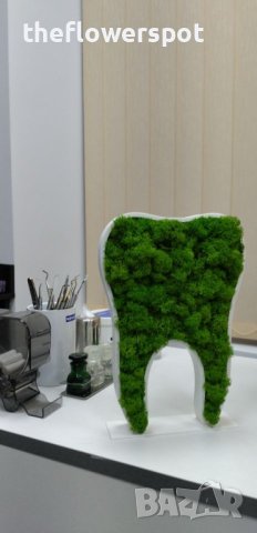 Подарък - За зъболекар и зъботехник - зъб със скандинавски мъх, снимка 3 - Други - 40661965