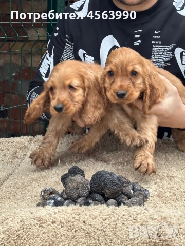 2 mijki otlicni kokerceta, снимка 3 - Кокер шпаньол - 52513703