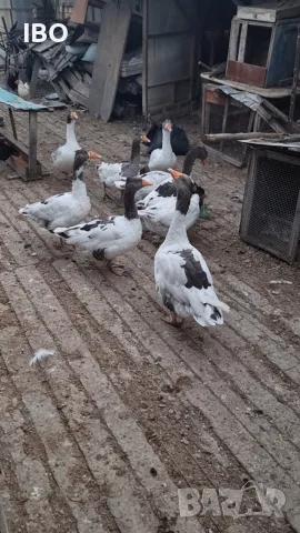 пуйки   и   гъски