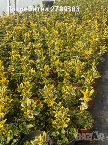 Евонимус , зелен , бяло зелен , жълто зелен