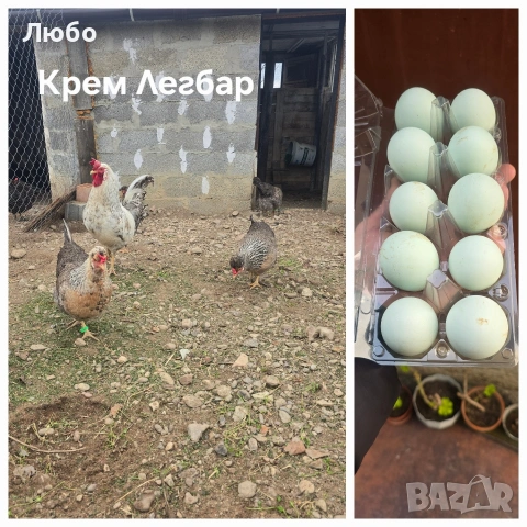 Оплодени яйца Брезе, Австралорп, Черен мед Маран и Крем Легбар, снимка 3 - За птици - 53035367