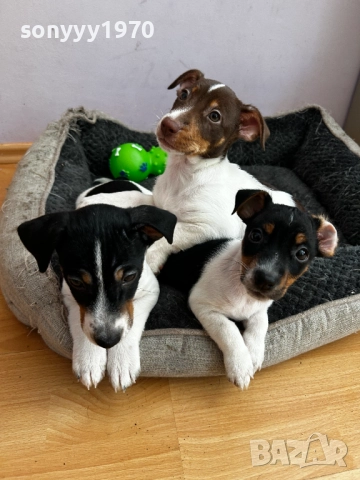 ДЖАК РЪСЕЛ-МОМИЧЕ 250ЛВ 2410251857