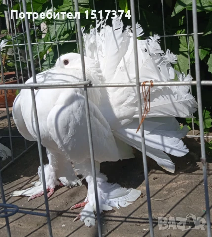 Двойка гълъби фенерлии 