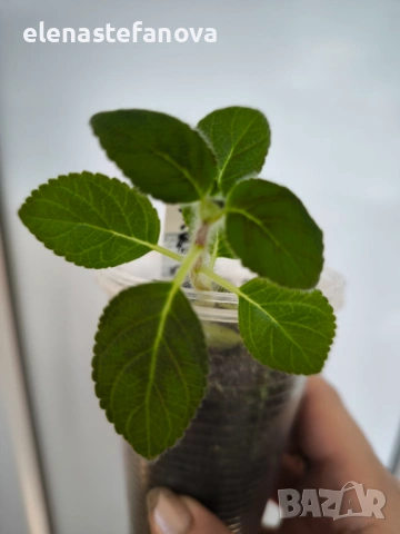 Комплект от 4 сортови колерии: Flashdance, Marta, Amabillis и Ni's Evelina, снимка 8 - Стайни растения - 53780958