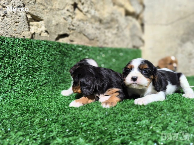 Кавалер Кинг Чарлз шпаньол , снимка 12 - Кавалер кинг чарлз шпаньол - 51169749