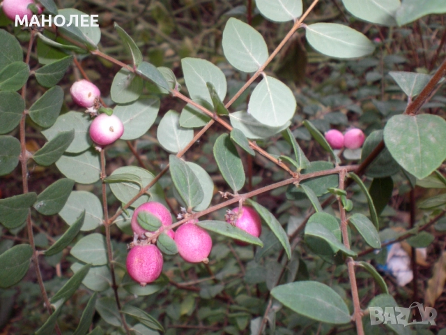 Снежноплодник