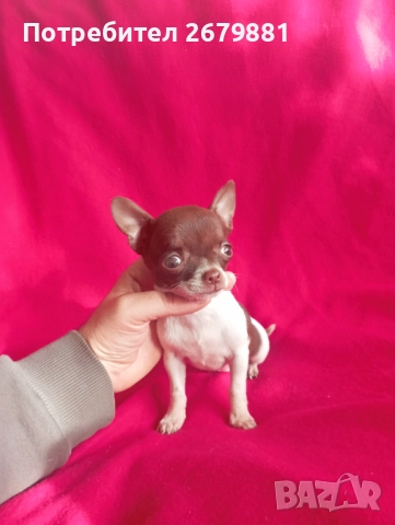 Момиче бяло с шоколад, снимка 2 - Чихуахуа - 52421954