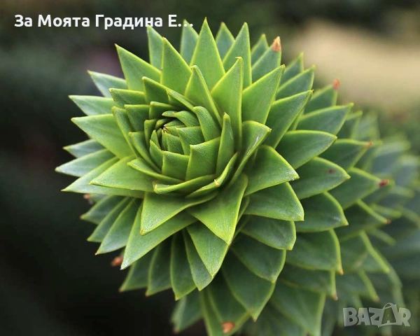 Араукария, снимка 3 - Градински цветя и растения - 53743750