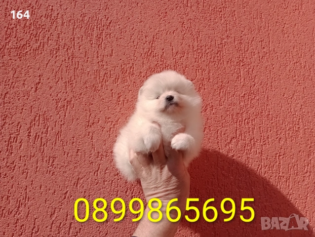 Женски Померан. Реални снимки от 23.02.26 г., снимка 5 - Померан - 53626869