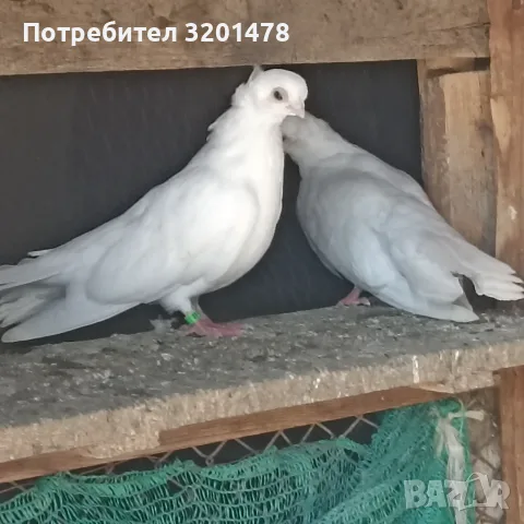 Продавам пернишки гълъби, снимка 4 - Гълъби - 55888058