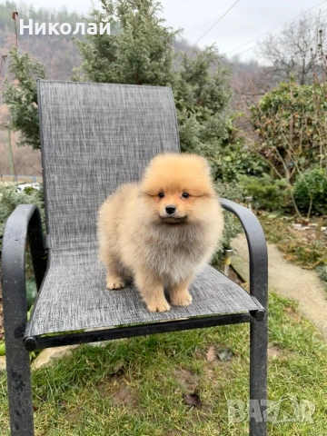 Померан момче със втора ваксина