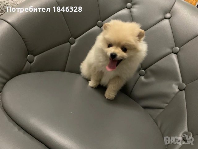 Померан, снимка 2 - Померан - 53185683