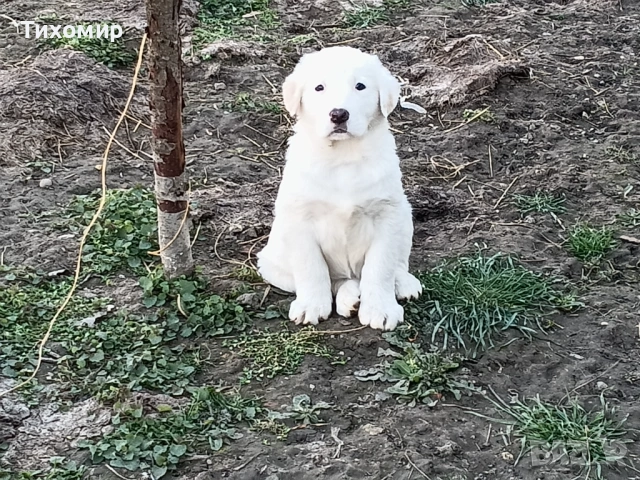 Алабай , снимка 2 - Алабай - 53407632