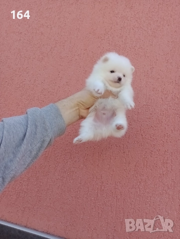 Померани. Белички. Реални снимки от 29.12.25 г., снимка 7 - Померан - 52926285