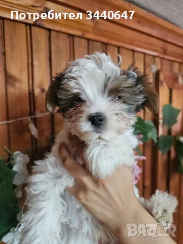 Мъжко мини Бивър йорки , снимка 1