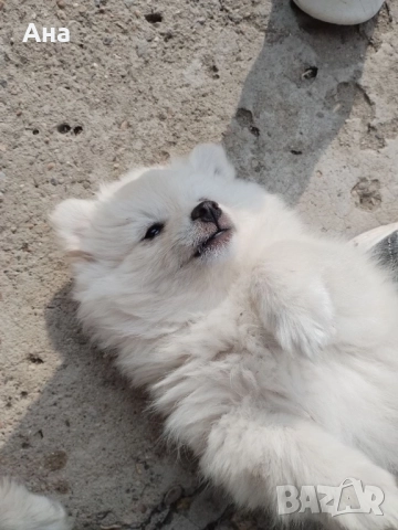 Мини шпиц, снимка 1