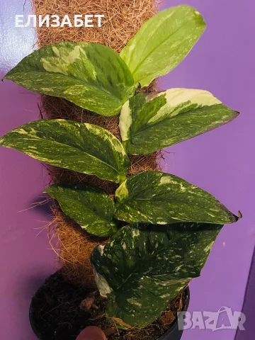 Monstera alboveriegat