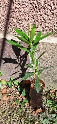 Зокум/ Олеандър в бял и розов кичест цвят, снимка 2 - Разсади - 51549509