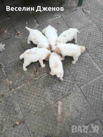 лагото Романьоли , снимка 2 - Други - 50494587