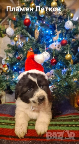 Българско овчарско куче , снимка 8 - Каракачанска овчарка - 52714244