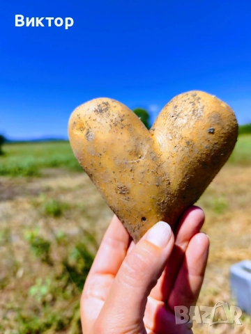 Картофи, сортове Сорая и Аризона, снимка 1