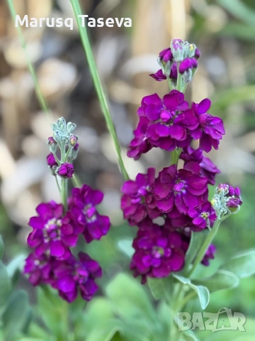 Шибой кичест , снимка 6 - Градински цветя и растения - 53818099