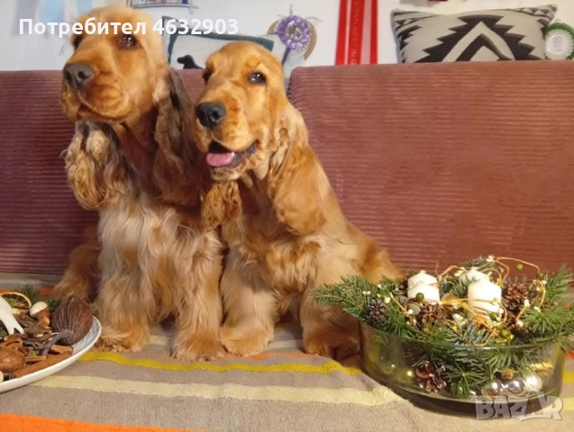 кокер шпаньол чистокръвно момче , снимка 5 - Кокер шпаньол - 52678801