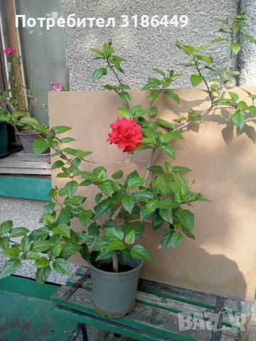 Китайска роза, червена, кичеста, снимка 2 - Стайни растения - 51421014