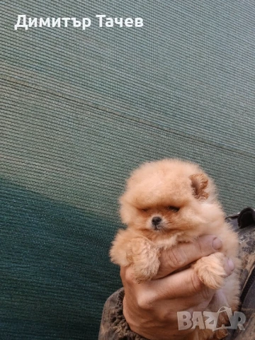 Женско померанче Бо, снимка 1