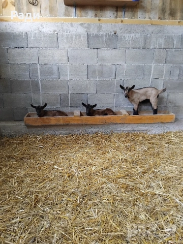 Продавам мъжки ярета френски алпин , снимка 12 - Други - 49669117