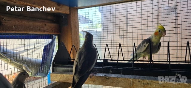 неразделки корели скумруци , снимка 5 - Папагали - 51834310