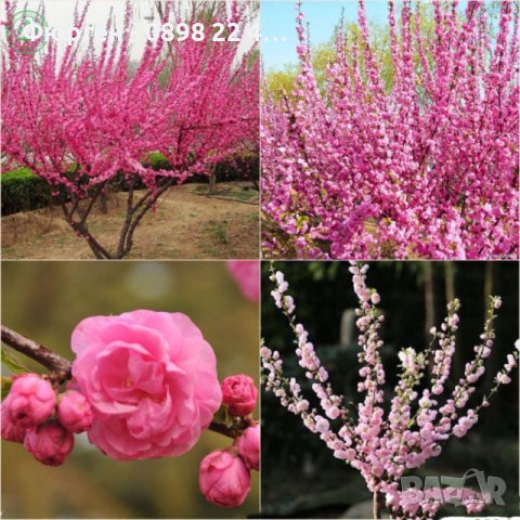 Японска Слива- Prunus triloba Студоустойчива, снимка 3 - Разсади - 38888036