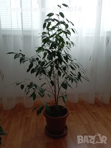 Бенджамин , снимка 15 - Стайни растения - 40442336