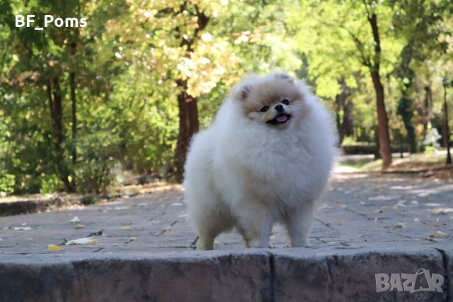 Уникално момиченце померан с родословие FCI, снимка 8 - Померан - 50219721