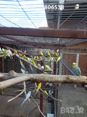 Папагали , снимка 3 - Папагали - 52761816