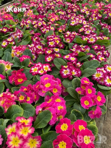 Иглика ( примула ) ТОП ЦЕНА, снимка 3 - Градински цветя и растения - 53356989