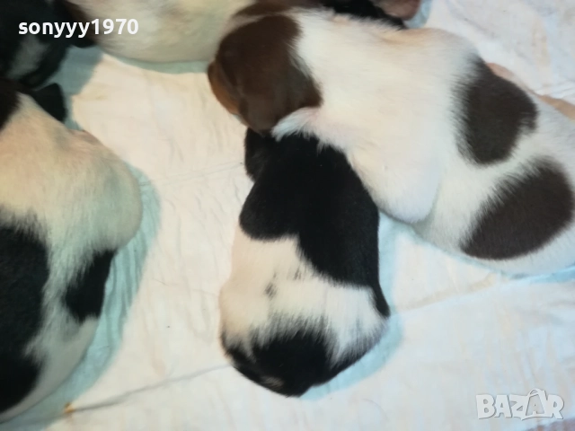 ДЖАК РЪСЕЛ БЕБЕТА-УНИКАЛНИ СЛАДУРИ 250ЛВ ЗА ЕДНО, снимка 9 - Джак ръсел териер - 51548158