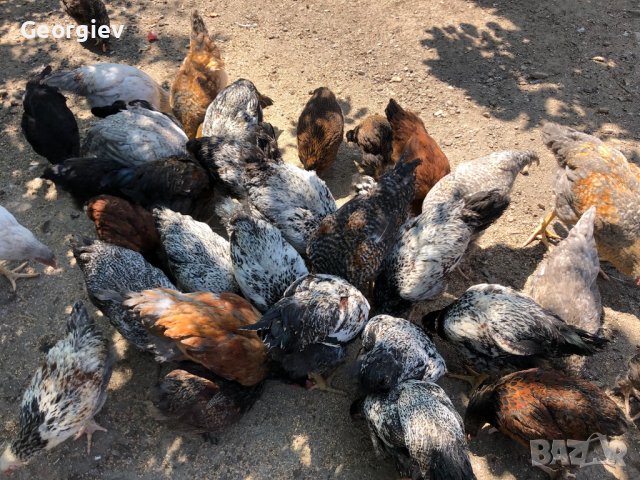 Катунски кокошки , снимка 4 - Кокошки и пуйки - 41629923