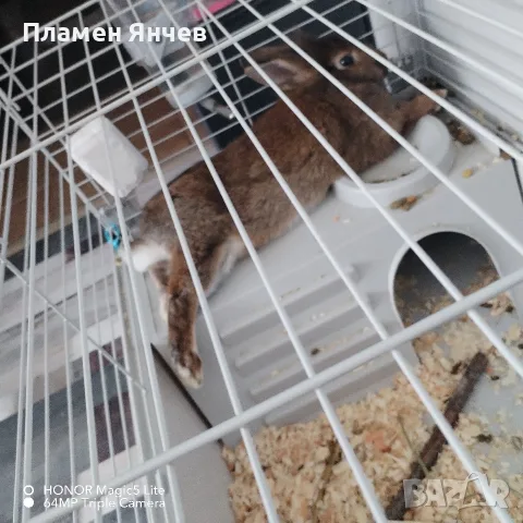 Декоративно зайче , снимка 3 - Декоративни зайчета - 55777472