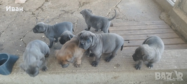 Cane Corso Italiano, снимка 7 - Търси партньор - 53836498