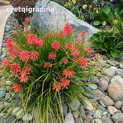 Kniphofia Poco red (Книфофия Малка червена), снимка 3 - Градински цветя и растения - 42592287