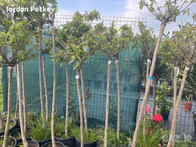 Кълбовидна Каталпа , снимка 4 - Градински цветя и растения - 48341348