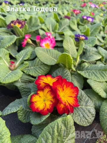 Цветя за 8 март, снимка 11 - Градински цветя и растения - 53336246