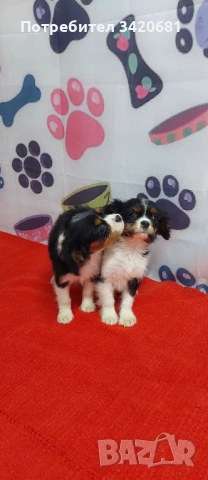 Кавалер кинг чарлз шпаньол 