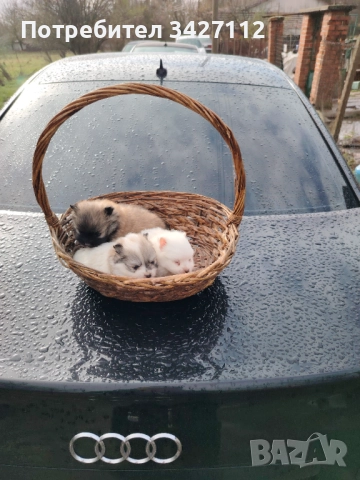 Померански шпиц, снимка 5 - Померан - 52670369